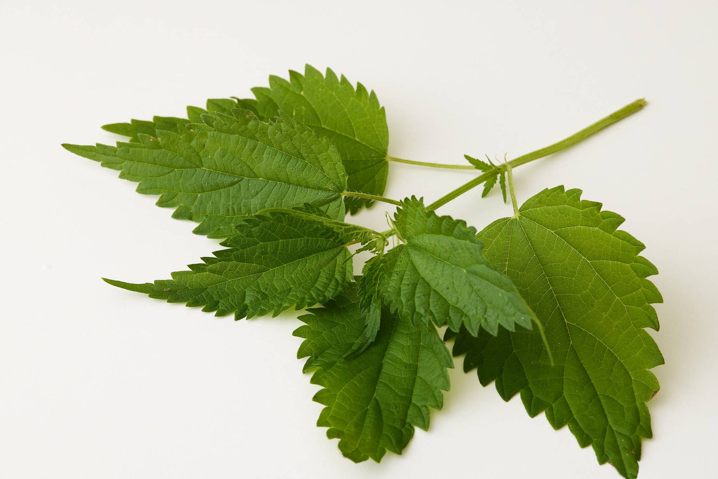 Under Luna Tulsi Bloom Conditioner