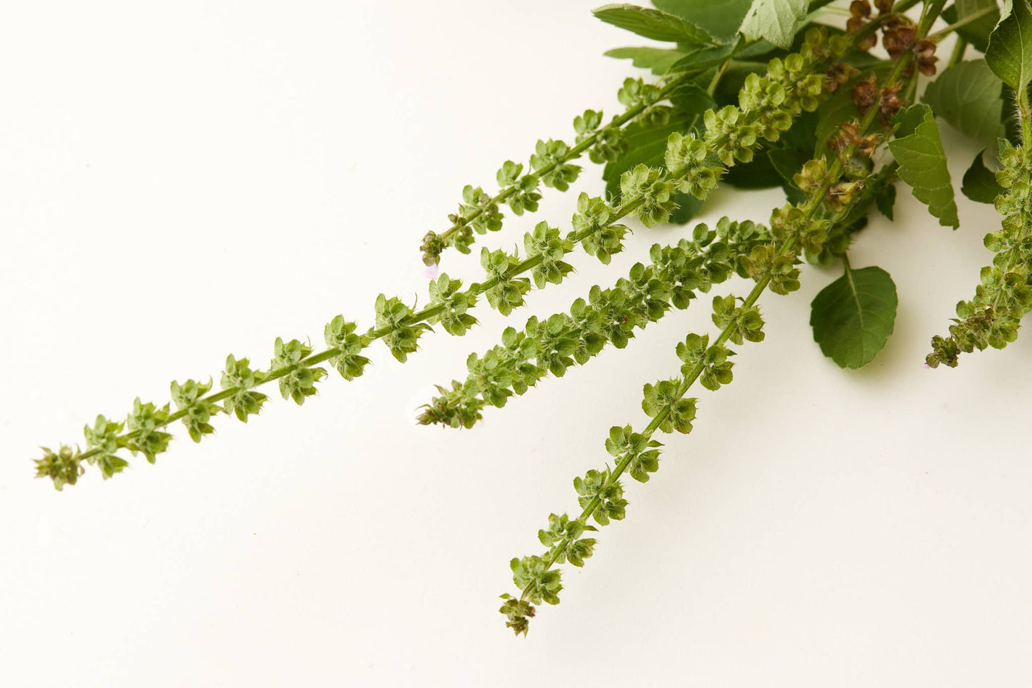 Under Luna Tulsi Bloom Shampp