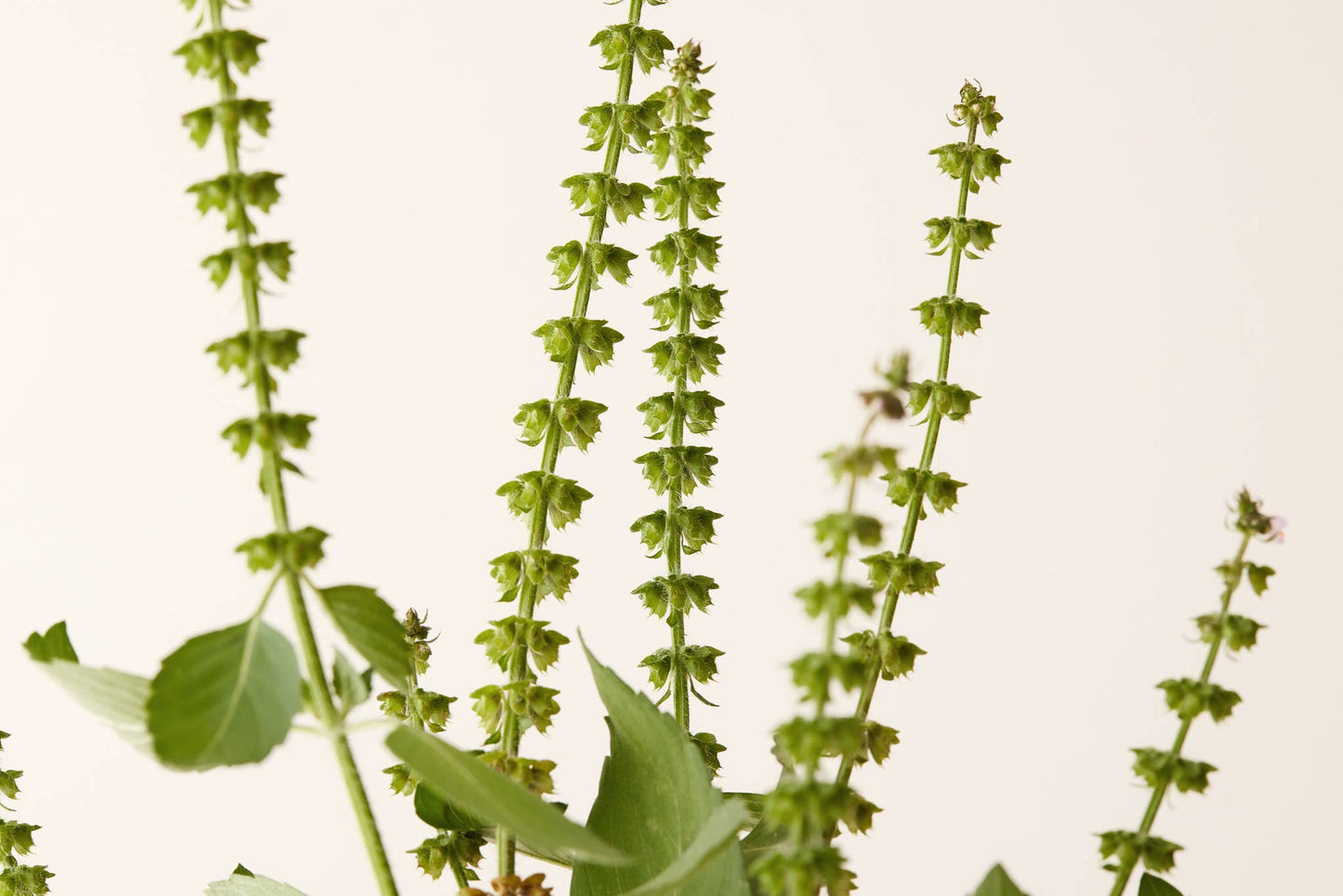 Under Luna Tulsi Bloom Conditioner